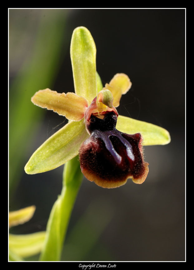 Ophrys incubacea e Anacamptis morio